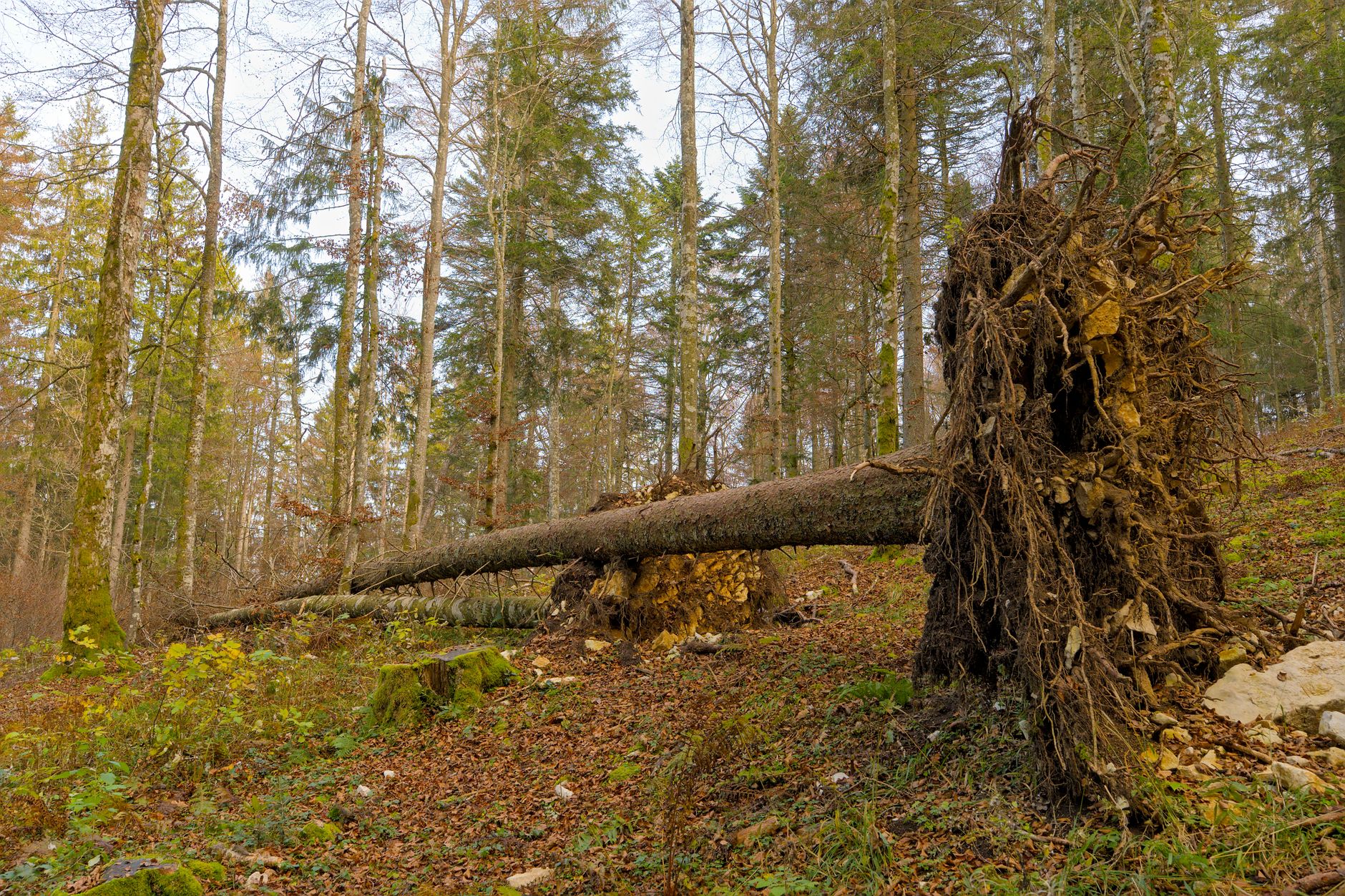 Enlèvement arbre urgence équipe à Orvault